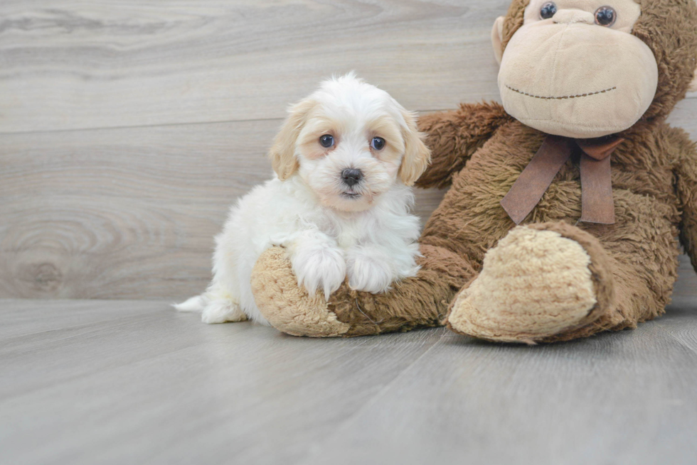 Playful Shih Poo Poodle Mix Puppy