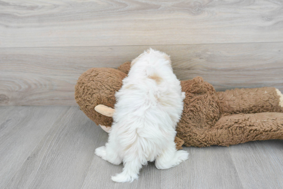 Hypoallergenic Shihpoo Poodle Mix Puppy