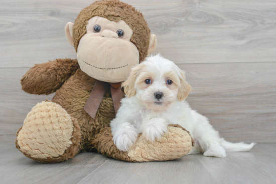 Energetic Shihpoo Poodle Mix Puppy