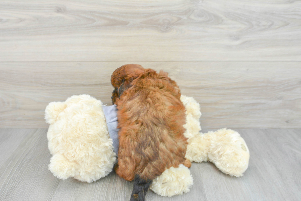 Shih Poo Pup Being Cute