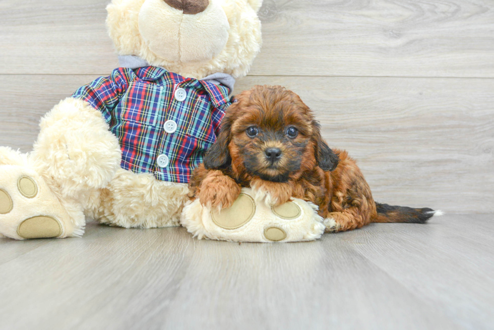 Shih Poo Pup Being Cute