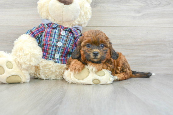 Shih Poo Pup Being Cute