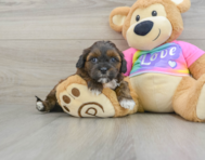 8 week old Shih Poo Puppy For Sale - Premier Pups