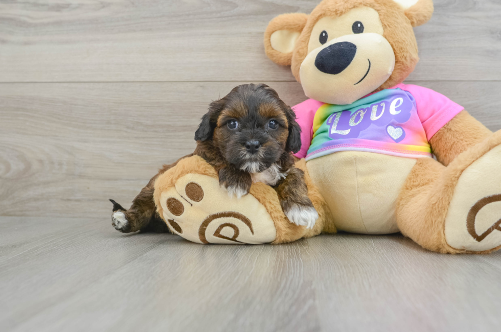 8 week old Shih Poo Puppy For Sale - Premier Pups