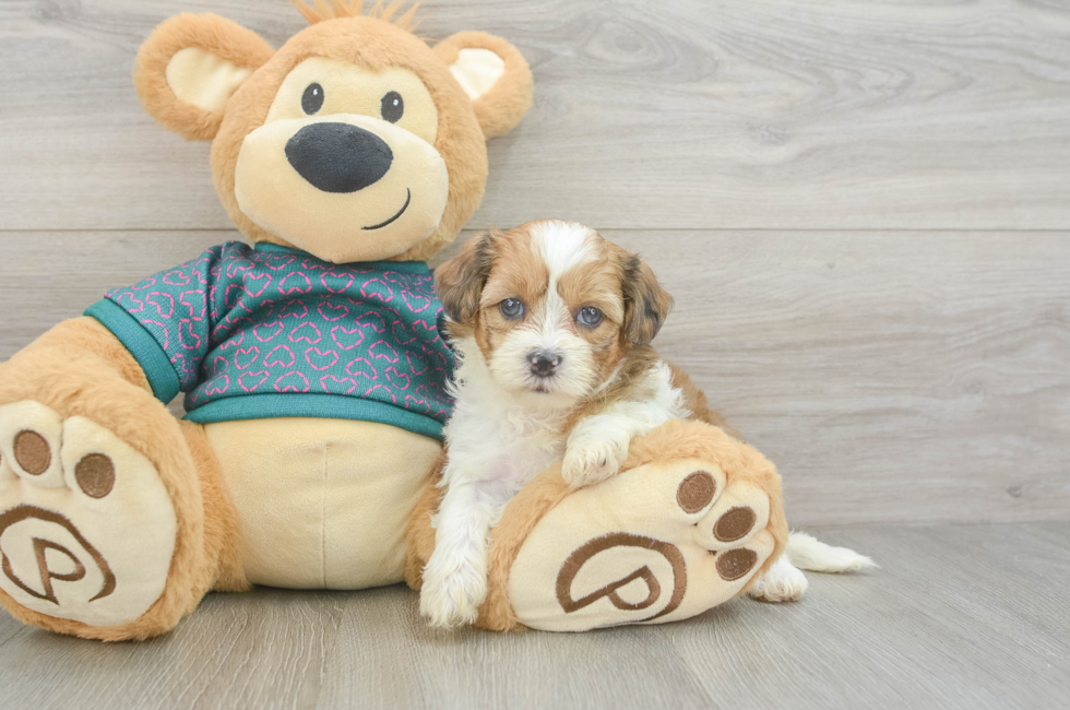 5 week old Shih Poo Puppy For Sale - Premier Pups