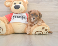 7 week old Shih Poo Puppy For Sale - Premier Pups