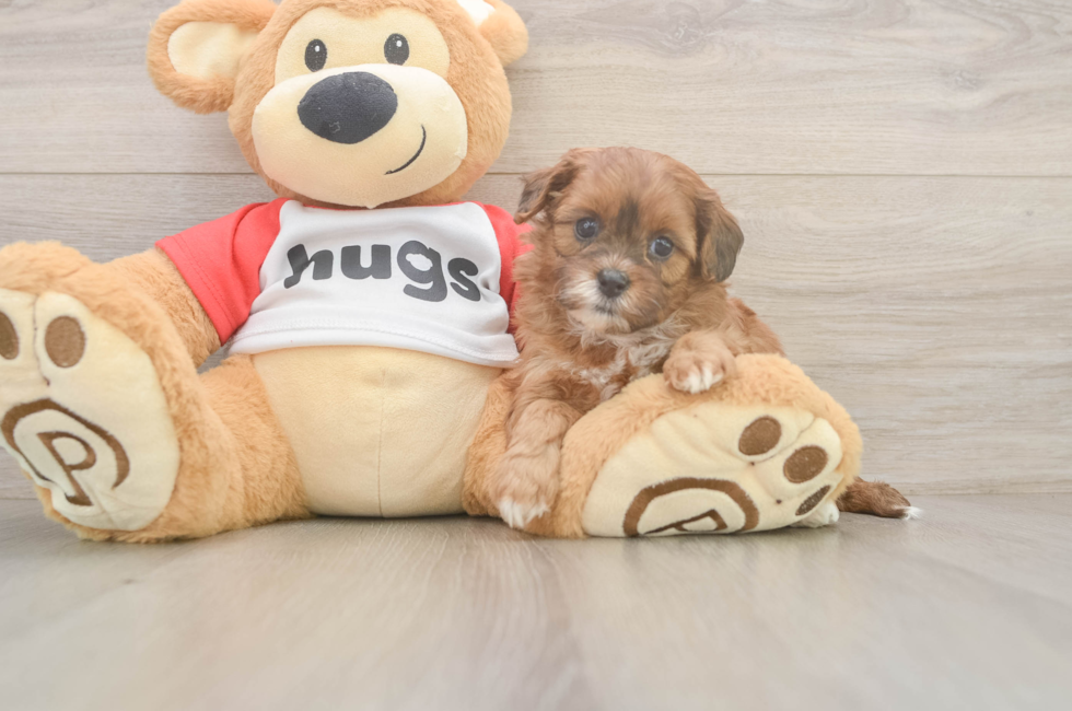 5 week old Shih Poo Puppy For Sale - Premier Pups