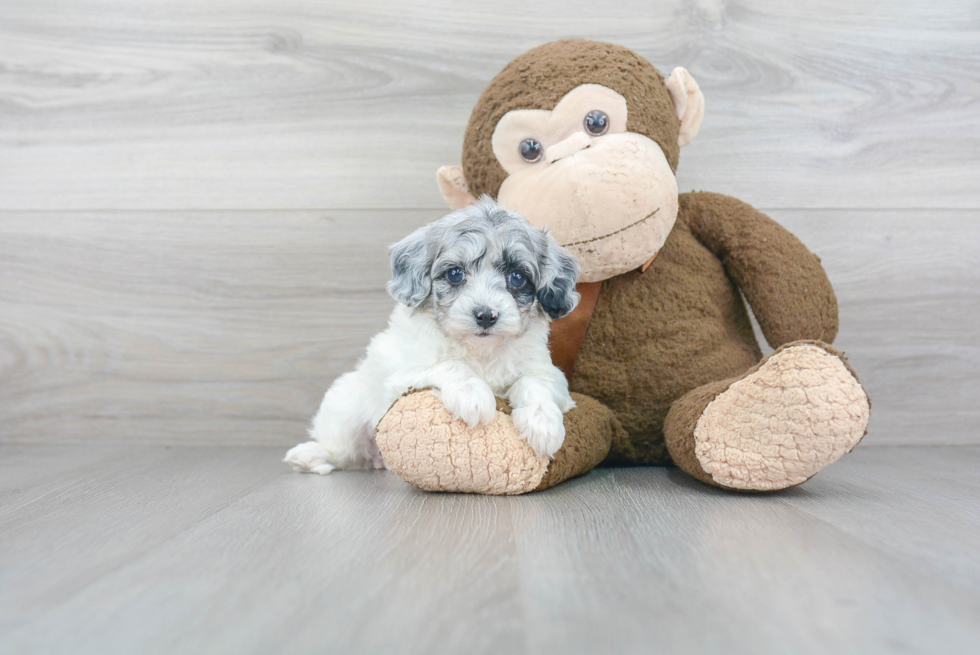 Smart Shih Poo Poodle Mix Pup