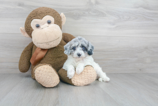 Petite Shih Poo Poodle Mix Pup