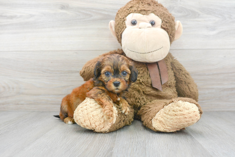 Petite Shih Poo Poodle Mix Pup