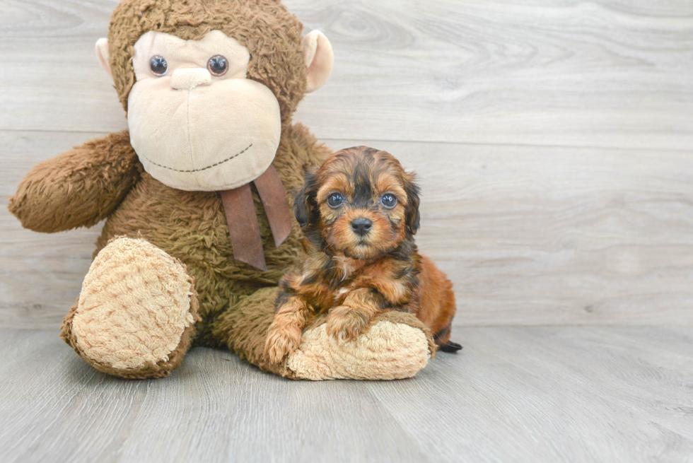 Best Shih Poo Baby