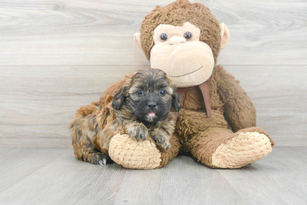 Shih Poo Pup Being Cute