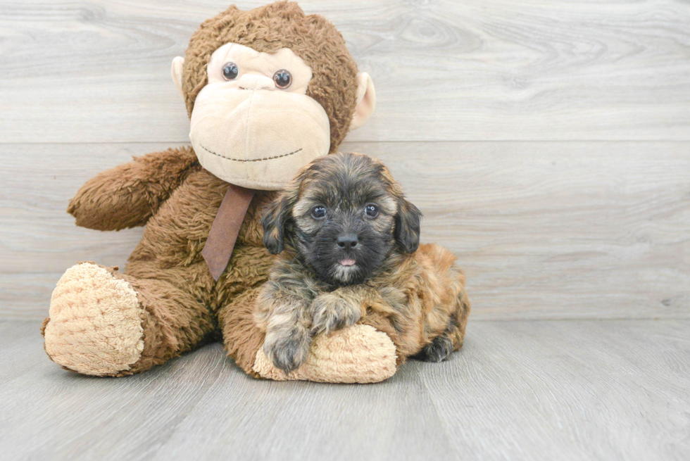 Petite Shih Poo Poodle Mix Pup