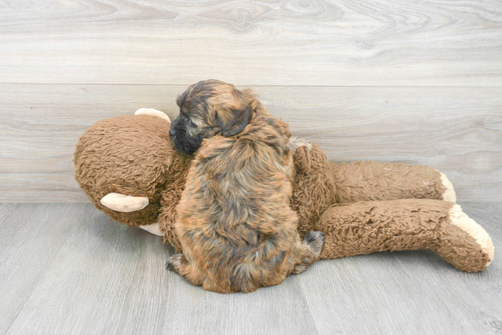 Small Shih Poo Baby