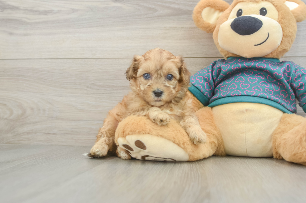 5 week old Shih Poo Puppy For Sale - Premier Pups