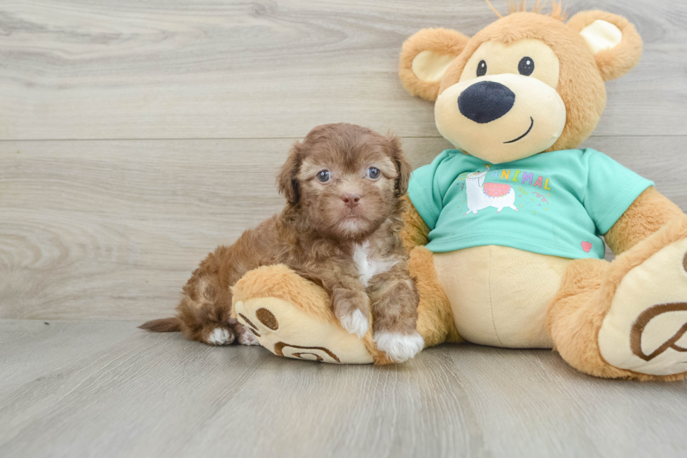 Energetic Shihpoo Poodle Mix Puppy