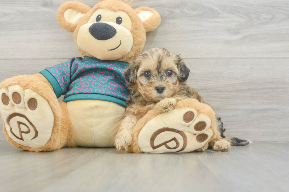 5 week old Shih Poo Puppy For Sale - Premier Pups