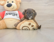 7 week old Shih Poo Puppy For Sale - Premier Pups
