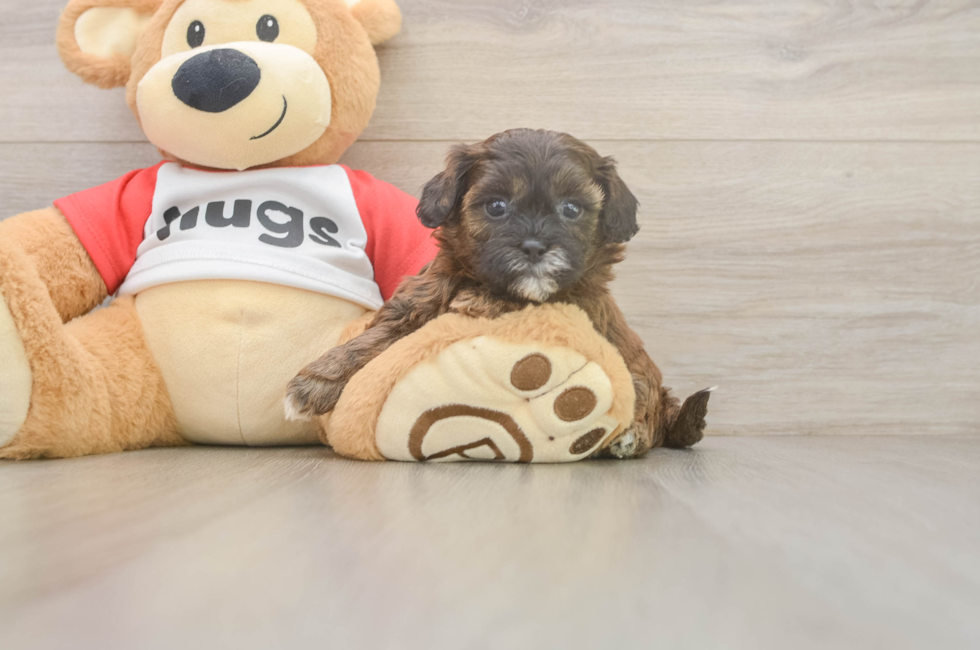 5 week old Shih Poo Puppy For Sale - Premier Pups
