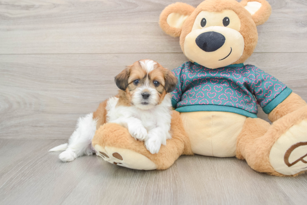 Petite Shih Poo Poodle Mix Pup