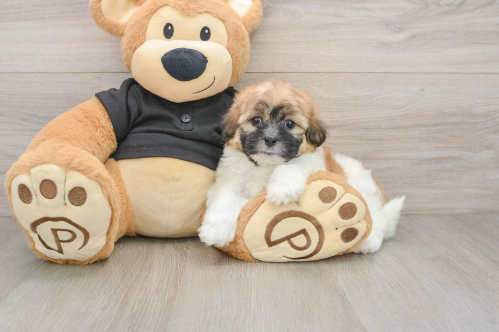 Funny Shih Poo Poodle Mix Pup