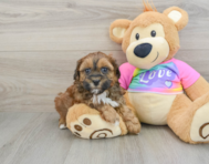 8 week old Shih Poo Puppy For Sale - Premier Pups