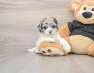 5 week old Shih Poo Puppy For Sale - Premier Pups