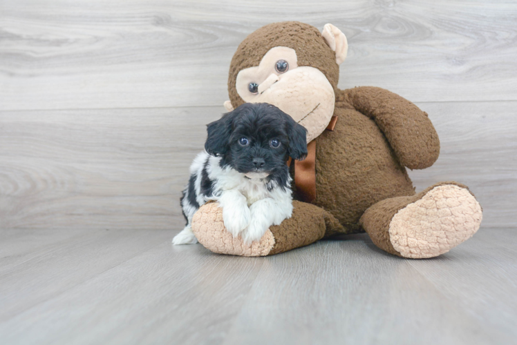 Fluffy Shih Poo Poodle Mix Pup