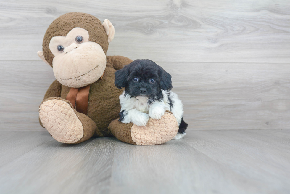 Hypoallergenic Shihpoo Poodle Mix Puppy