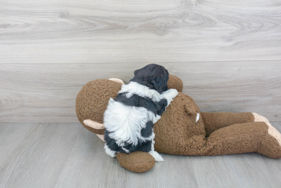 Playful Shih Poo Poodle Mix Puppy