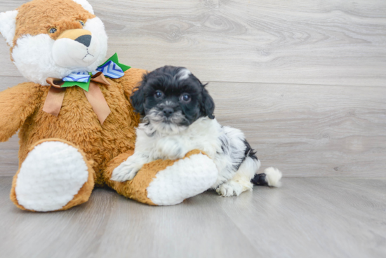 Shih Poo Puppy for Adoption