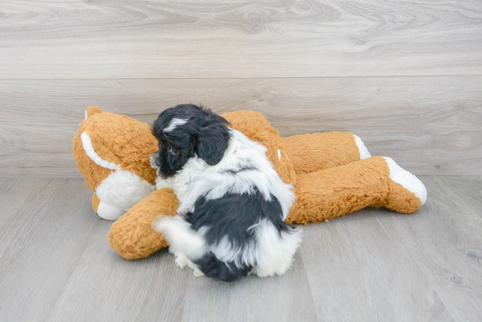 Best Shih Poo Baby