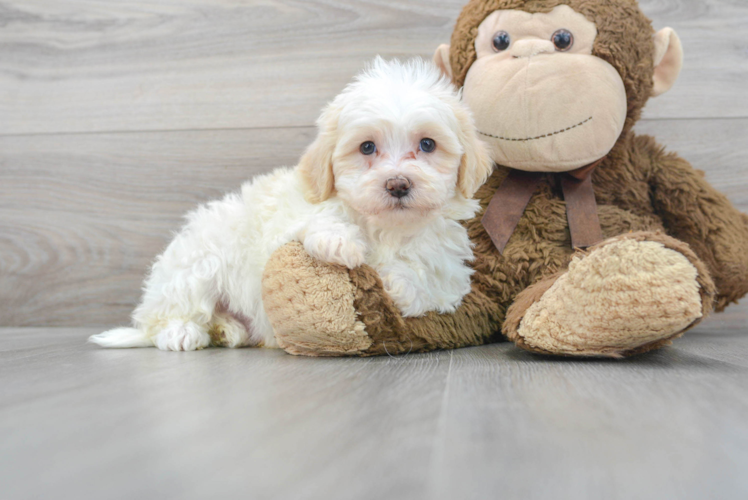 Funny Shih Poo Poodle Mix Pup