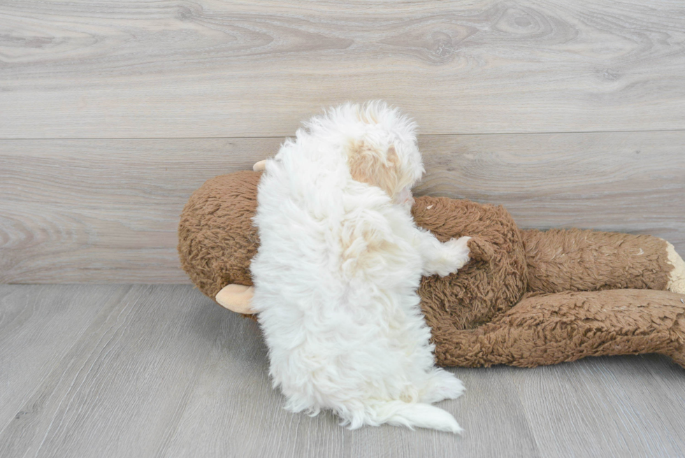 Playful Shih Poo Poodle Mix Puppy