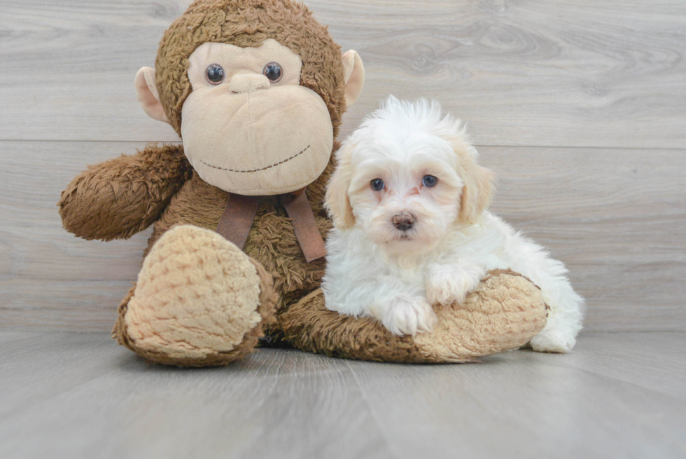 Happy Shih Poo Baby