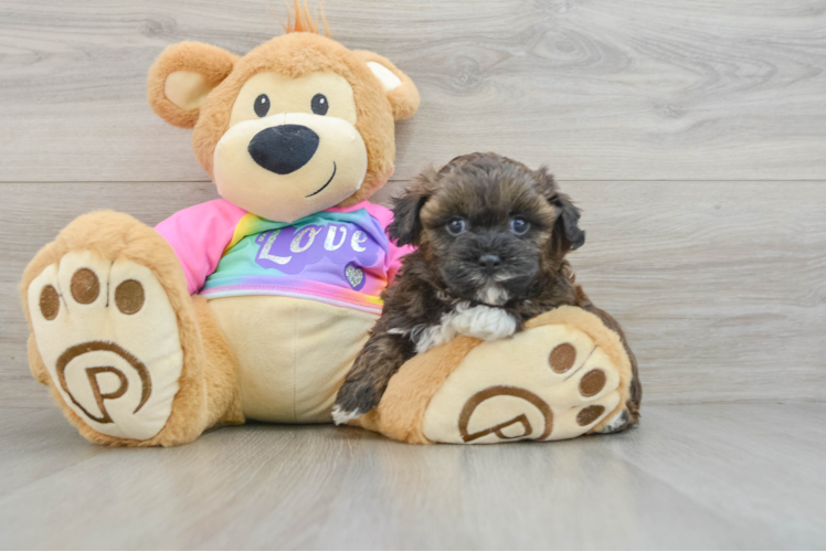 Shih Poo Pup Being Cute