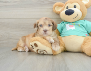 6 week old Shih Poo Puppy For Sale - Premier Pups