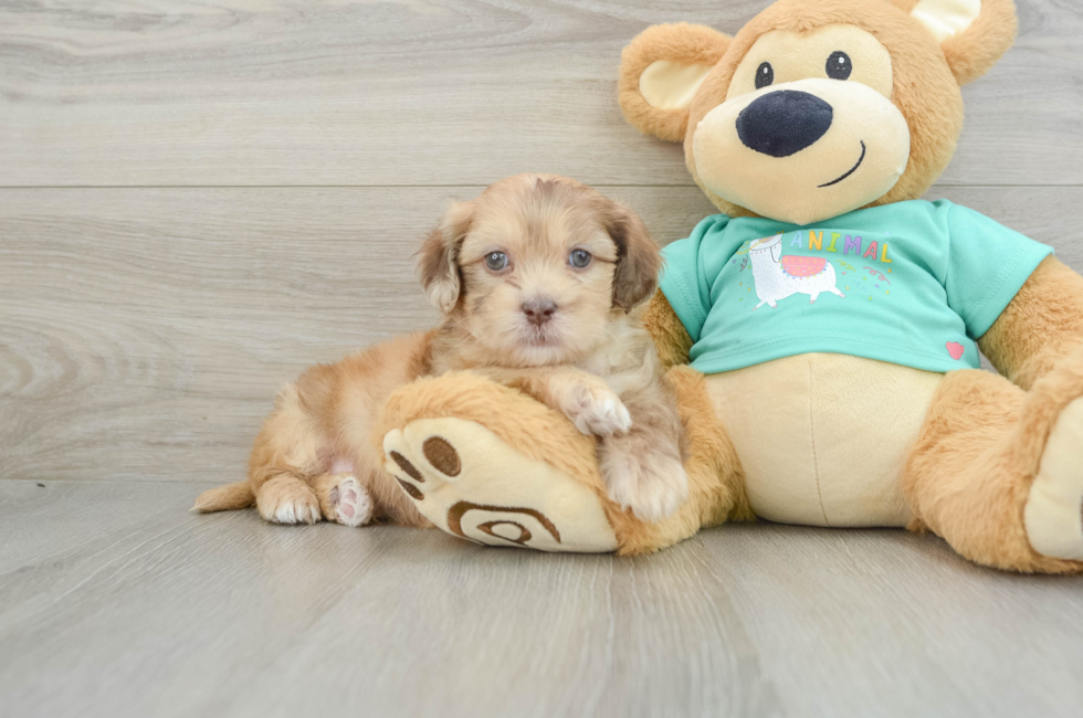 6 week old Shih Poo Puppy For Sale - Premier Pups