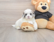5 week old Shih Poo Puppy For Sale - Premier Pups