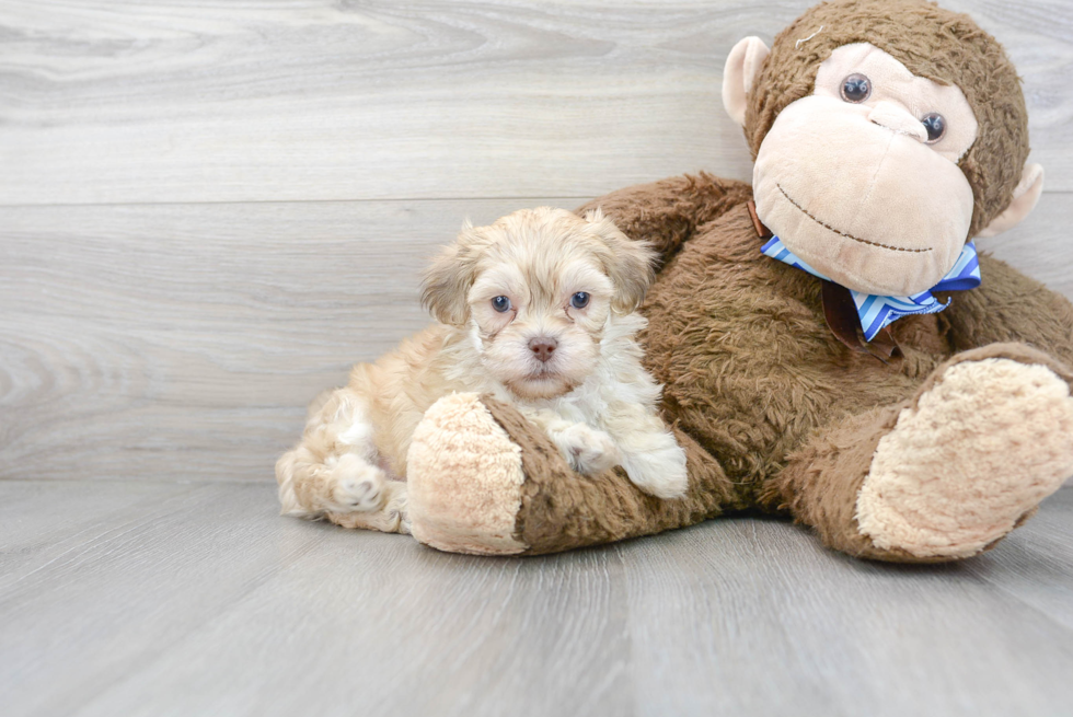 Hypoallergenic Shihpoo Poodle Mix Puppy