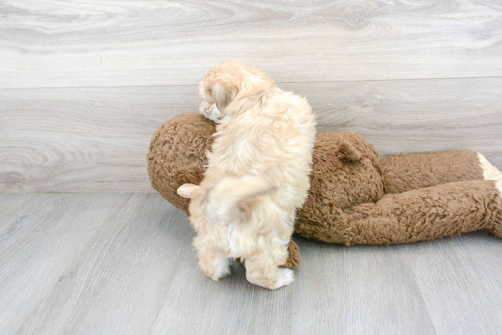 Adorable Shih Poo Poodle Mix Puppy