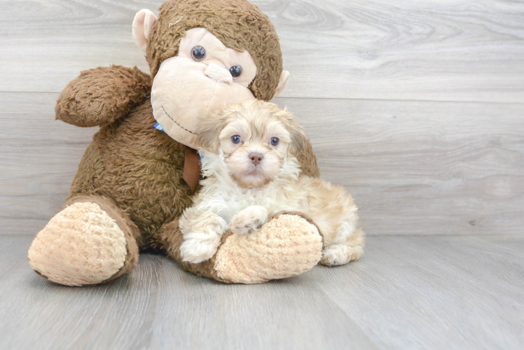 Energetic Shih Poo Poodle Mix Puppy