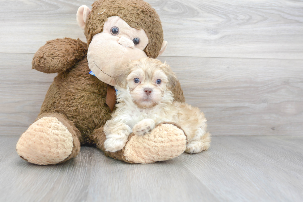 Energetic Shih Poo Poodle Mix Puppy