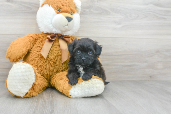 Best Shih Poo Baby