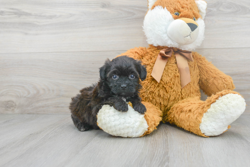 Popular Shih Poo Poodle Mix Pup