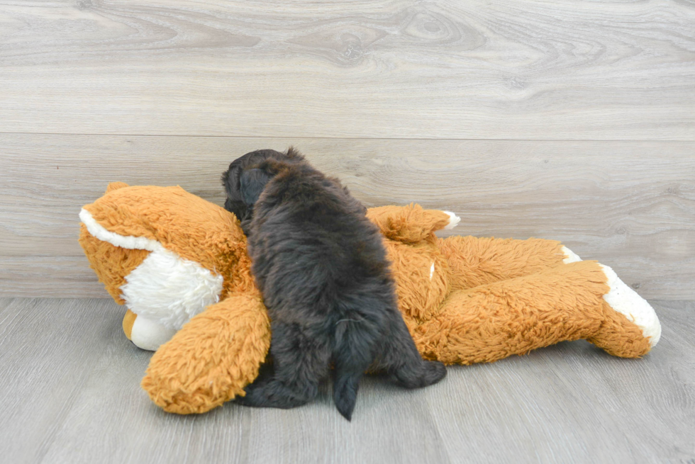 Friendly Shih Poo Baby