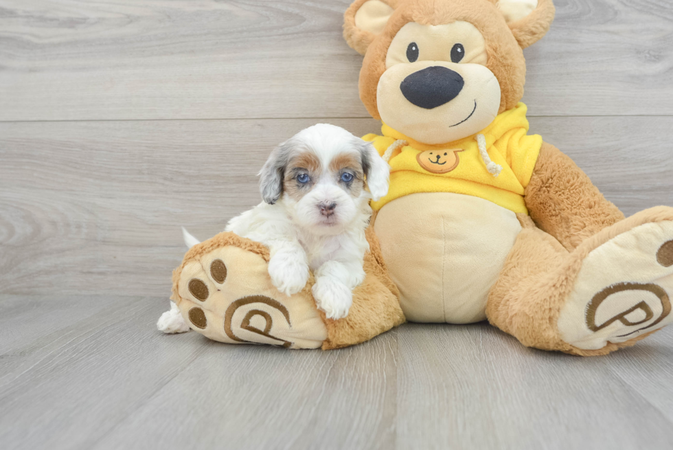 Energetic Shihpoo Poodle Mix Puppy