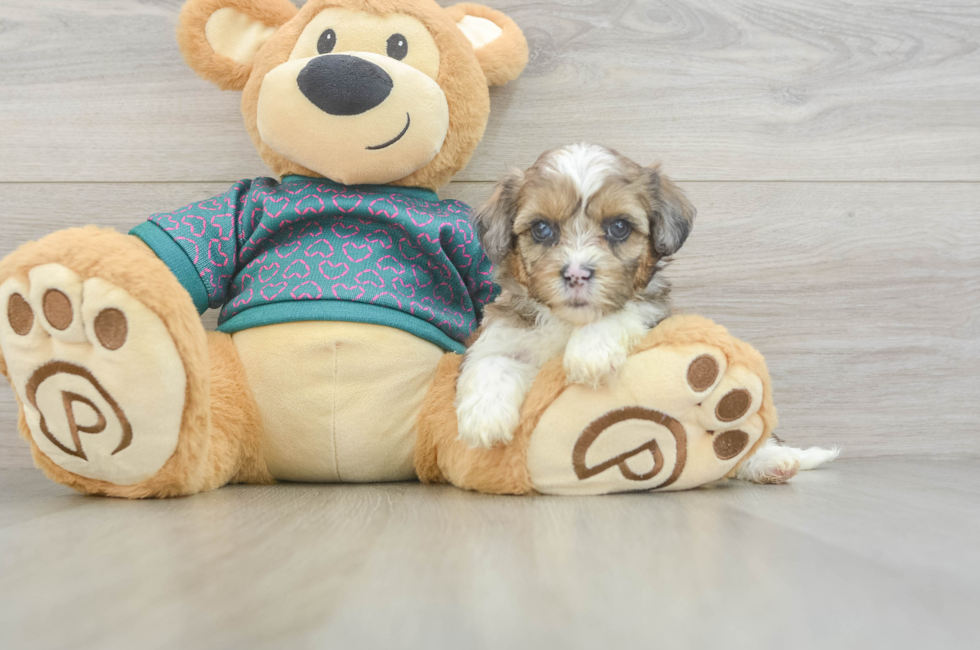 5 week old Shih Poo Puppy For Sale - Premier Pups