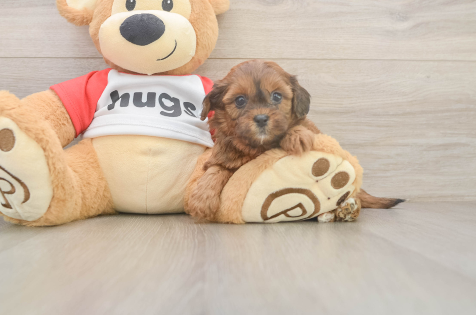 5 week old Shih Poo Puppy For Sale - Premier Pups