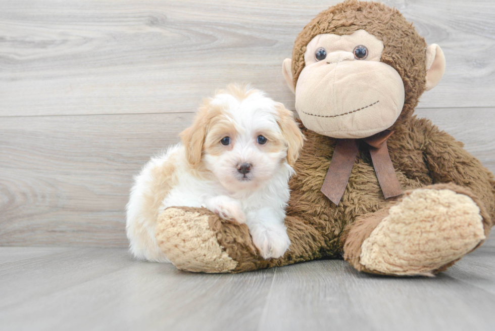 Shih Poo Pup Being Cute